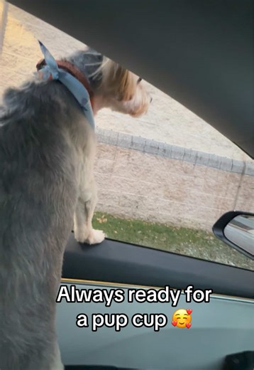 Pup Cup Anticipation: A Dog's Delight at Starbucks