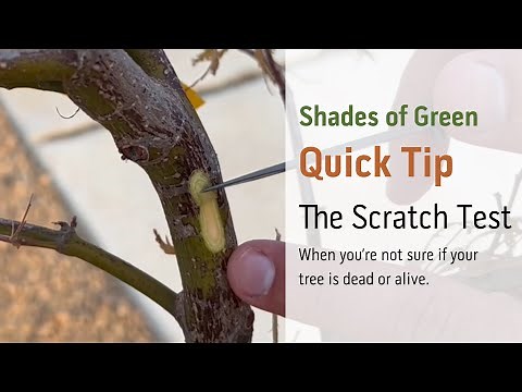 Tree Scratch Test - Is Your Tree Dead or Alive?