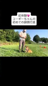 【プロの技】初めてでも脚側行進はここまで成長する！ #コーギー #しつけ #犬