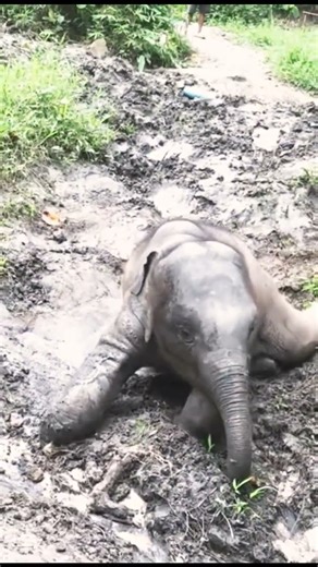 Happy Baby Elephant Rolling in Mud 🐘 || Adorable Wildlife Scene"|| #shots #elephant