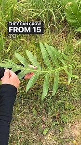 Let's learn about compass plant. #nativeplants #prairierestoration #CompassPlant #willcounty #themoreyouknow | Forest Preserve District of Will County