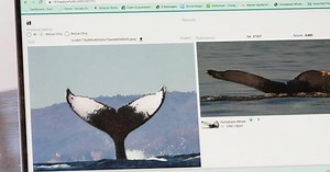 Identifying humpback whales online