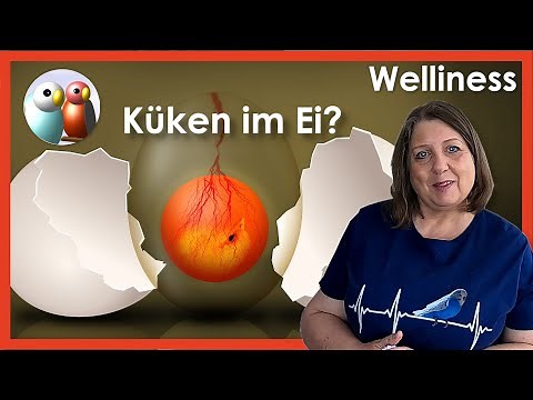 Wie entwickelt sich ein Wellensittichküken im Ei? Ein kleiner Einblick in das Innere eines Eies