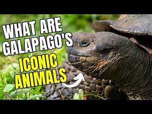 These are the most iconic animals of the Galapagos Islands