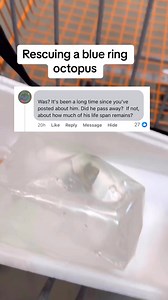 This blue ring octopus changed my mind about his entire species. It’s important to remember blue rings aren’t pets and shouldn’t be kept or imported for captivity. Once they are brought in they can never be released back into the wild. Most of the time that means a certain pre-mature death because he requires a very specialized tank that is very different than the average fish tank. I was reluctant to take in a blue ring bc of how dangerous they are but I am so grateful I did. #petoctopus #octop