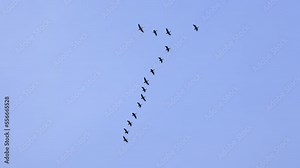 Geese migrate in natural flying V formation through clear blue sky on sunny day