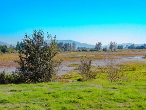 Faith That Transforms A Mustard Seed Into A Mustard Tree