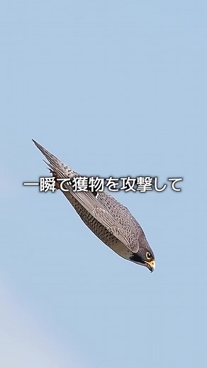 世界最速の鳥、ハヤブサの驚異の狩り