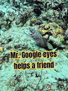 Mr. Google eyes always has the right spots to hunt!