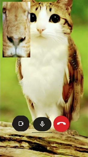 Whyyyy do u keepcalling meee