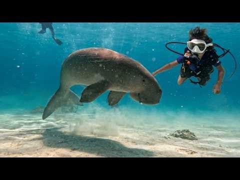 First Time Scuba Diving with Endangered Sea Dugongs