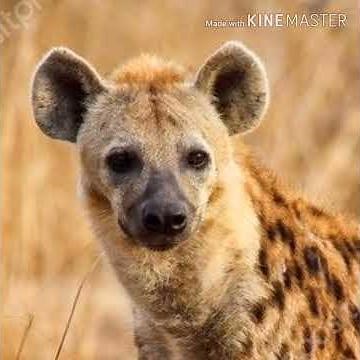 Hyena Laugh 🐺 🔊