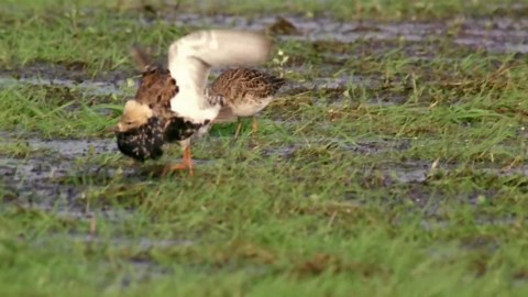 Animals in Disguise: The Secret Lives of Creatures with Bizarre Appearances