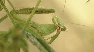How the Praying Mantis Dominates Snakes: A Battle You Have to See