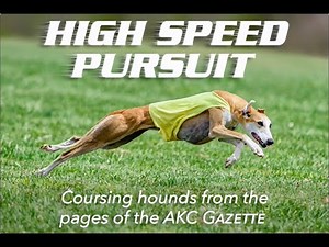 From the AKC Gazette: Sighthounds in High-Speed Pursuit