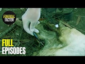 How Bugs and Bullets Catch Killers | Forensic Factor Double Episode