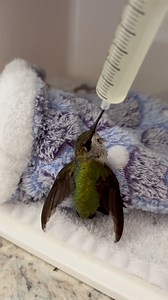 This young female ruby-throated hummingbird was admitted today after colliding with a window. Born just this year, she is now receiving fluids and care from our team. We are at the height of migration season, when millions of birds — including ruby-throats — make their incredible journeys south to Florida, Mexico, and Central America. Sadly, window strikes are one of the leading causes of injury and death during migration. ✨ How you can help: Add window decals or screens to reduce reflections Tu