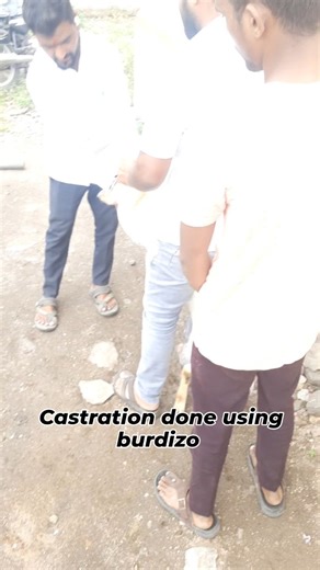 Dr Rahul Arali on Instagram: "#Male goat castration #Goat farming #goat farmers Is using burdizo castrator method to castrate the animal is a best method?"