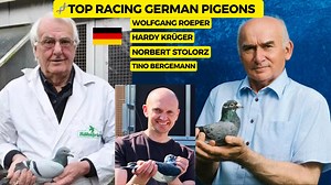 43K views · 1.1K reactions | Germany’s Pigeon — MastersHow Four Men Took Over the Sky . | Pigeon auction | Facebook