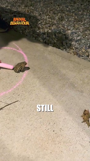 7.1K views · 18 reactions | A Man Drew A Chalk Circle Around A Toad And It Wouldn’t Leave #ToadExperiment #NatureMystery #AnimalBehavior | Animals Behavior | Facebook