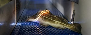 USING LIGHT TO DETERMINE FISH QUALITY