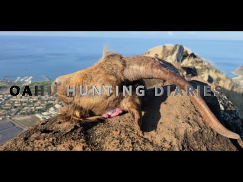 “Goat Hunting in the Wild Hills of OAHU🐐 | Tough Climb, Big Reward”