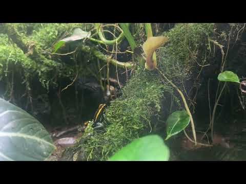 Singapore Zoo: Golfodulcean Poison Frog vocalization (Fragile Forest)