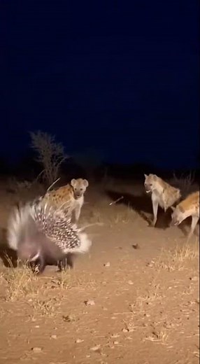 Porcupine Shoots Quills: Hyenas Instantly Regret Attacking