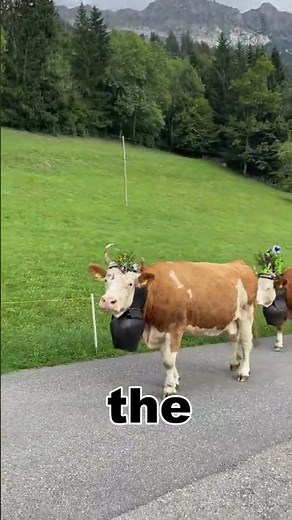 The cows were transported by helicopter and they really flew into the sky丨AmazingNotes