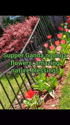 12 reactions | #flowers #spring #livinginnewyork #springtime #fypシ゚viral #fbreelsfypシ゚viral | Buiyan Venicia | Facebook