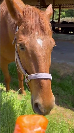 人参🥕頂きますの馬 #horse #動物 #乗馬
