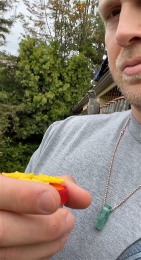 Hummingbird Lands on My Shoulder: A Heartwarming Moment