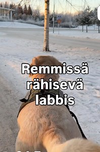 #labradorinnoutaja #ohitushaasteet #saksiosolutions #remmirähinähaltuun #zuppeli | SaksioSolutions