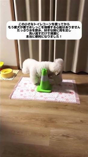 雨の日、犬が散歩に行けず家の中でおしっこしまくる？この目印コーンを置けば、お家でもトイレでできる！ #トイレトレーニング #室内トイレ #トレーニンググッズ#春の新生活 #ペット用品