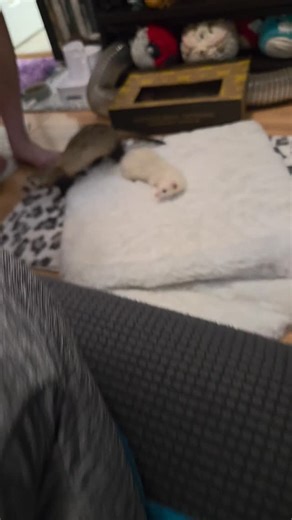 Fuffy Ferrets | And now Mochi had learned how to be extra Dramatic. Drama-Chi 😮‍💨💖🍡 . Exclusive Videos on our Patreon! 💖 Ferret Sleep & Macaroni Cam on... | Instagram