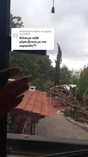 Observing a Crow's Feeding Behavior on a Ledge