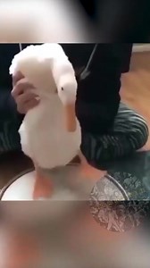 36K views · 543 reactions | Dal nostro gruppo Il Rock Al Tempo Degli Dei - Il Pit #whiplash #drumming #solo | Il Rock al tempo degli Dei | Facebook