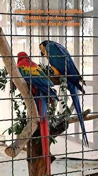 Santuário das Araras-Vermelhas! Botânico das Asas Araruama RJ #araruama #araras #botanico #aves #asa