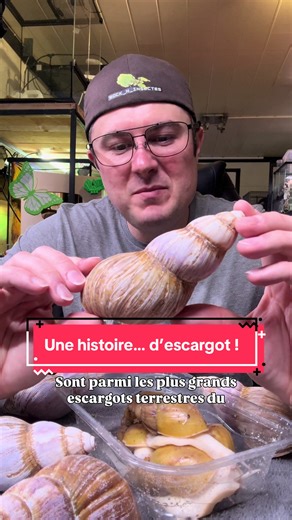 Les escargots géants d’Afrique sont fascinants… mais ils rappellent aussi une chose très importante : les animaux exotiques sont une responsabilité. En 1966, seulement quelques individus relâchés dans la nature en Floride ont suffi pour provoquer une invasion massive. Résultat : plus d’un million d’escargots éliminés et des années de lutte pour protéger l’écosystème. Avant d’adopter un animal exotique, il est essentiel de bien se renseigner : ses besoins, sa reproduction, et surtout ne jamais le