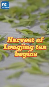 Tea farmers in east China's Zhejiang Province are busy with tea picking as harvest for China's renowned West Lake Longjing tea starts. #China #tea #Chinesetea #WestLake #LongjingTea #spring #tradition | China Xinhua News