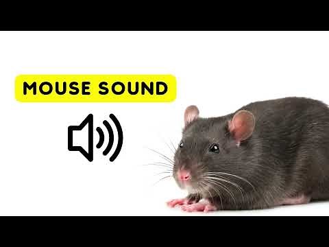 Mouse Sounds for Cats | Mice Squeaking Sound Effect
