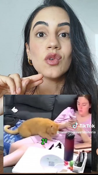 Síndrome da Disfunção Cognitiva em Gatos Idosos