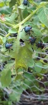 Predatory Stink Bug Nymphs #PredatoryStinkBug #TomatoGardening #Insects #GardenAllies