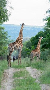 Calling all horse lovers… Come and join us on safari in South Africa and Botswana for 8 epic days of adventure on horseback. Ride two horses Visit two countries Stay at 5 camps / lodges Ride across 100,000 acres of pristine wilderness Ride with a multitude of iconic African wildlife species Make friends with like minded people This is a beautiful part of the world and an epic adventure that you’ll never forget, and we’d love to share it with you. Send us a direct message or email susie@ridingina