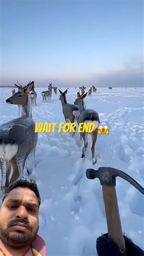 Shocking #animals #wildlife #nature #travel #youtubeshorts #funny #memes #trending #shorts #winter