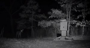 Our Top 5 Deer Feeder Picks Will Bring Them in Running
