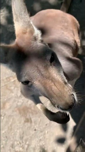 Animal Sounds | Kangaroo