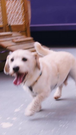 2.4K reactions · 107 shares | Com o coração não se brinca. Contrate Plano de Saúde Petlove e faça vacinas, consultas generalistas, consultas com cardiologistas e eletrocardiograma sem carência após a microchipagem  | Petlove | Facebook