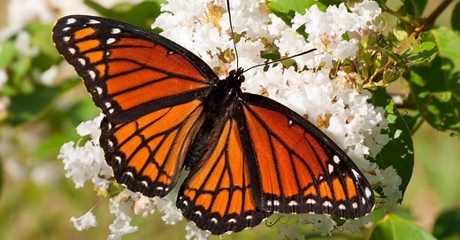 Viceroy Butterfly Vs Monarch Butterfly: How to Tell The Look-Alikes Apart