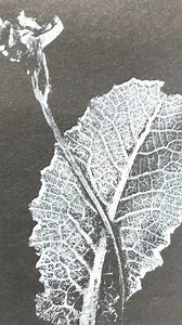 6.6K views · 73 reactions |  Monoprinting with Primroses ✨ As...